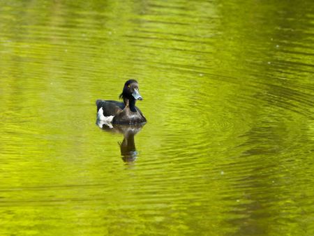 A male Tufted duck (Aythya fuligula) in a small pondの写真素材