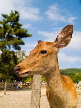 Sika Deer (Cervus nippon) in Nara Park, Japan. In the park, there are over 1000 wild sika deer posing for tourists.の写真素材