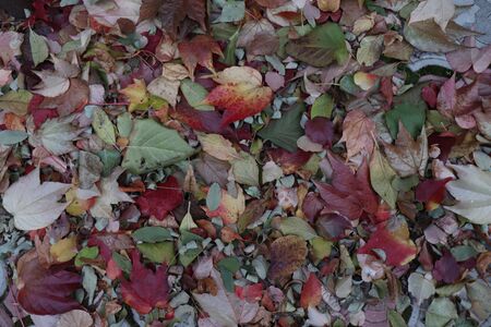 red leaves on the background wall, autumn background
