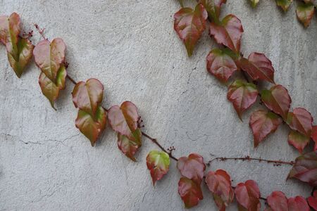 red leaves on the background wall, autumn backgroundの写真素材