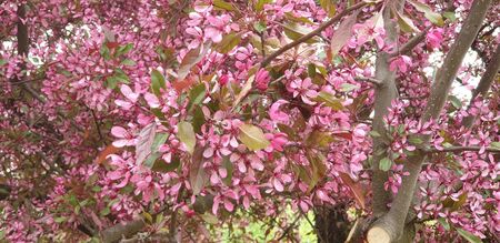 flowering trees the beginning of the warm seasonの写真素材