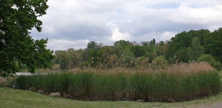 view of the lake reeds and observatoryの写真素材