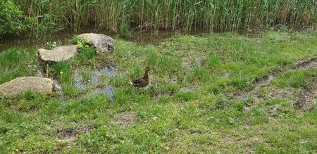 wild duck with ducklings in the parkの写真素材