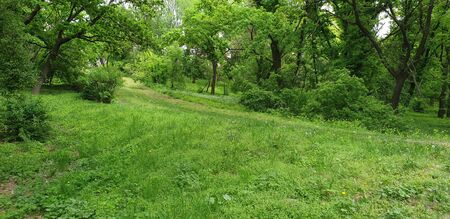 spring green fresh afternoon parkの写真素材