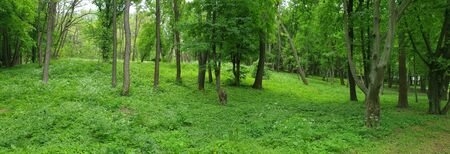 spring green fresh afternoon parkの写真素材