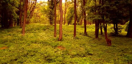 spring green fresh afternoon parkの写真素材