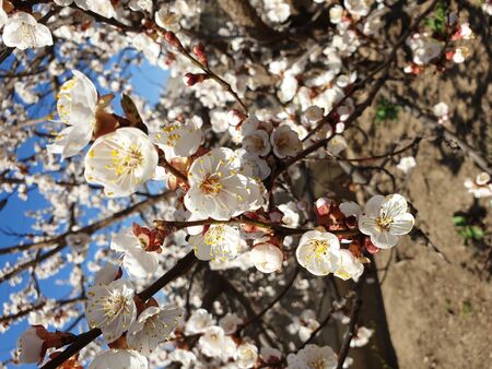 flowering trees the beginning of the warm seasonの写真素材