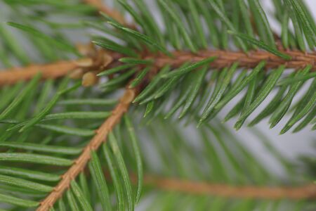 spruce twig and a golden bell, New Year holidays