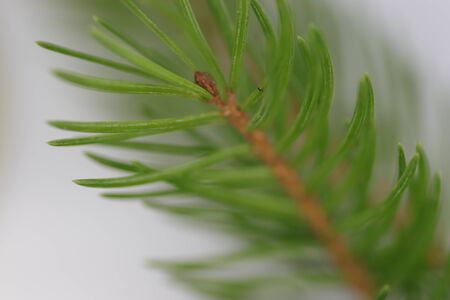 close up of spruce twigの写真素材