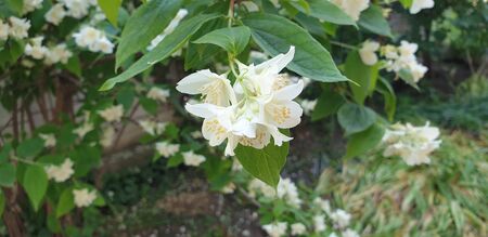 beautiful white flowers in green leavesの写真素材