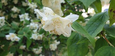 beautiful white flowers in green leavesの写真素材