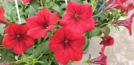 beautiful red flowers, the first flowers of summerの写真素材
