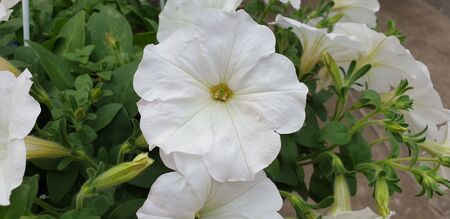 white flower in a pot, green leavesの写真素材