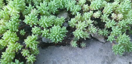 flowers in the flowerbed of the park, green in summerの写真素材