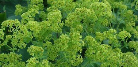 flowers in the flowerbed of the park, green in summerの写真素材