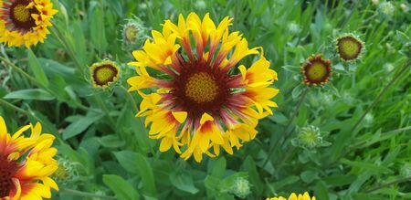 small sunny flower yellow-red on a green backgroundの写真素材