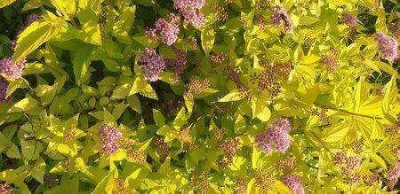 purple flowers in light green leavesの写真素材