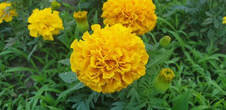 beautiful yelow rose in green leavesの写真素材
