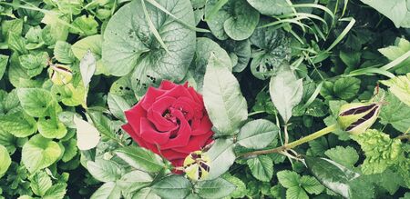 beautiful red rose in green leavesの写真素材