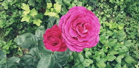 beautiful pink rose in green leavesの写真素材