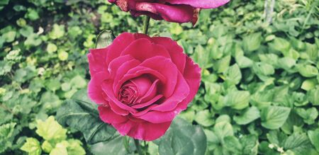 beautiful red rose in green leavesの写真素材