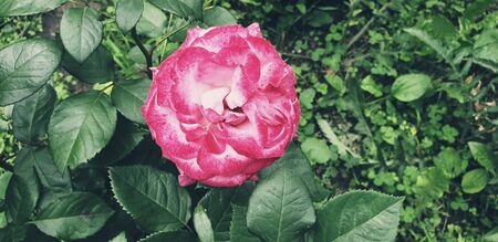 pink tea rose, pink beautiful roseの写真素材