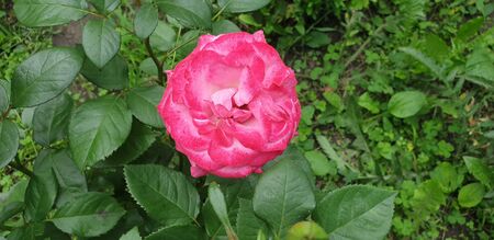 pink tea rose, pink beautiful roseの写真素材