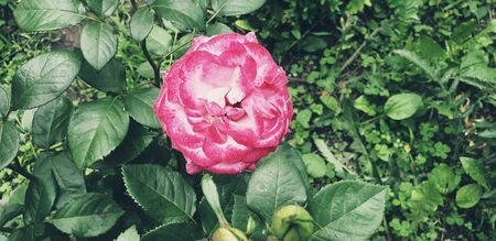 pink tea rose, pink beautiful roseの写真素材