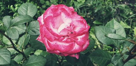 pink tea rose, pink beautiful roseの写真素材