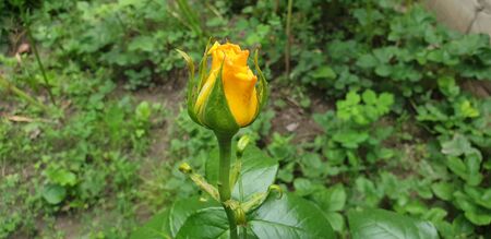 beautiful yellow rose on a green backgroundの写真素材