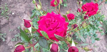 pink roses on a green background flower bedsの写真素材