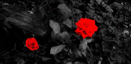 red rose on black and white backgroundの写真素材