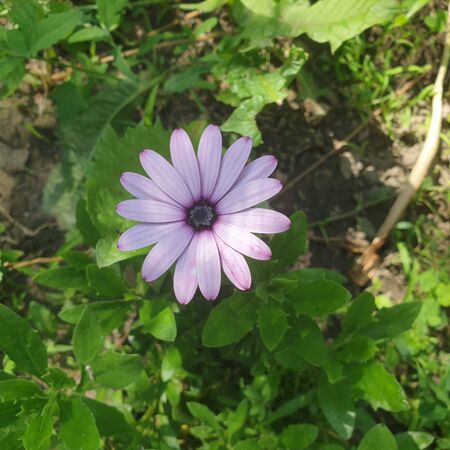purple daisy in flowerbed, on a green backgroundの写真素材