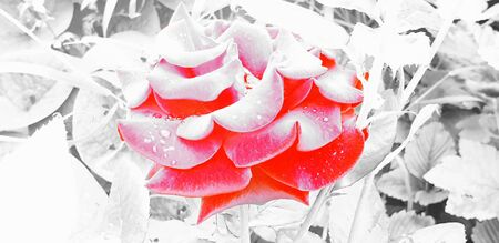 red rose on black and white backgroundの写真素材