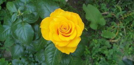 beautiful yellow rose on a green backgroundの写真素材
