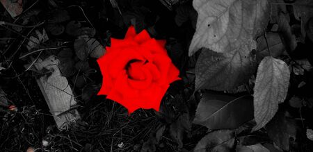 red rose on black and white backgroundの写真素材