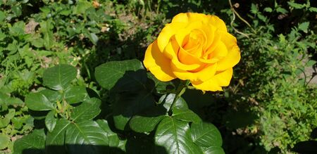 beautiful yellow rose on a green backgroundの写真素材