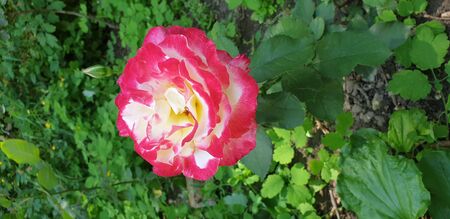 pink tea rose, pink beautiful roseの写真素材
