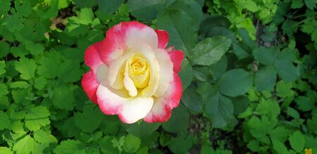 pink tea rose, pink beautiful roseの写真素材