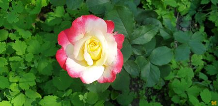 pink tea rose, pink beautiful roseの写真素材