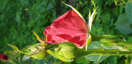 pink red rose, pink beautiful roseの写真素材