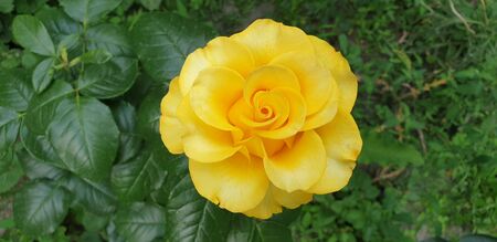 beautiful yellow rose on a green backgroundの写真素材