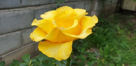 beautiful yellow rose on a green backgroundの写真素材