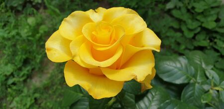 beautiful yellow rose on a green backgroundの写真素材