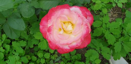 pink tea rose, pink beautiful roseの写真素材