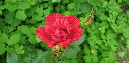 red striped rose on a green backgroundの写真素材