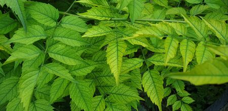 green leaves as a backgroundの写真素材