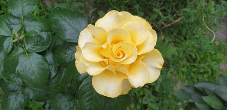 beautiful yellow rose on a green backgroundの写真素材
