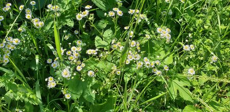 chamomile in the grass, small flowers, green grassの写真素材