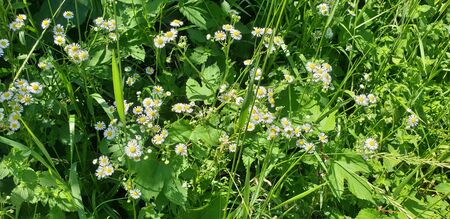 chamomile in the grass, small flowers, green grassの写真素材